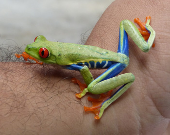 red eye tree frog